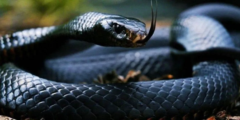 Gợi ý vài con số khi gặp loài bò sát này trong chiêm bao