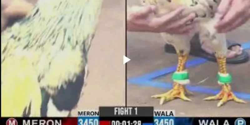 Mọi hình thức đấu gà đều có tại cổng game