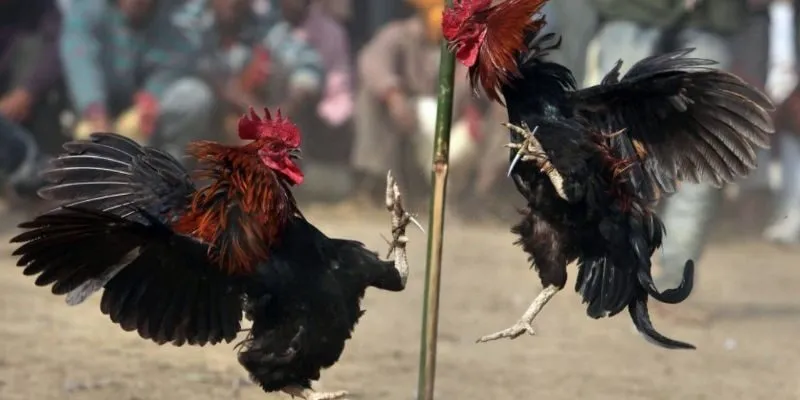 Học hỏi các cao thủ để đưa ra quyết định chọn kèo chính xác