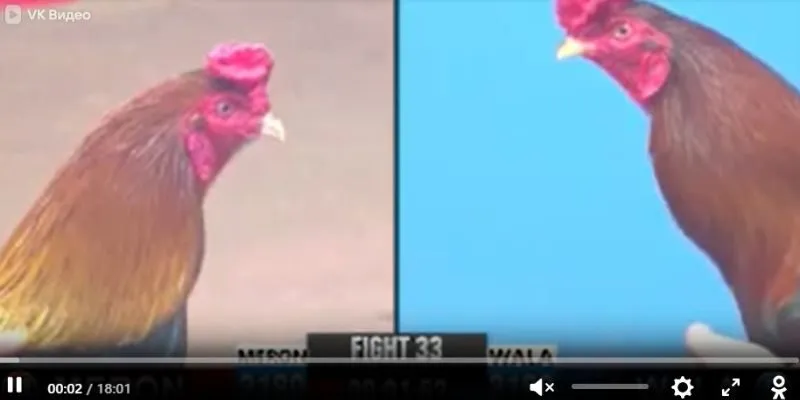 Trực tiếp đá gà Thomo và phân tích chiến thuật trước khi đặt cược